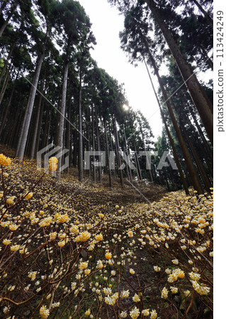 Colony of Mitsumata 113424249