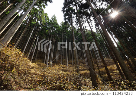 Mitsumata的殖民地 Mitsumata的殖民地 113424253