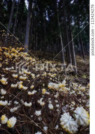 Colony of Mitsumata 113424276