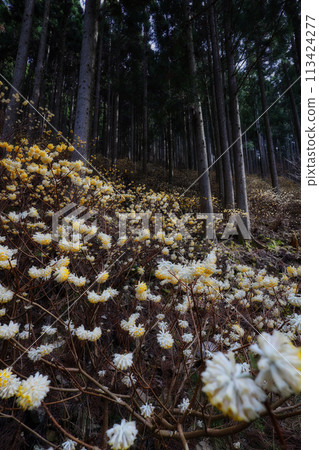 Colony of Mitsumata Colony of Mitsumata 113424277