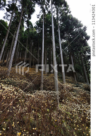 Mitsumata的殖民地 113424301