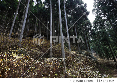 Colony of Mitsumata 113424306
