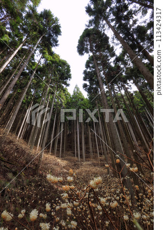 Colony of Mitsumata Colony of Mitsumata 113424317