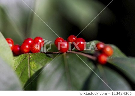 Red berries of Hana gourd that turn color in autumn 113424365