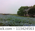 Nemophila 在 Nemophila 山上盛開 113424563