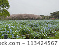 Nemophila 和櫻桃樹 113424567