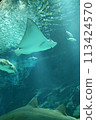 在水族館裡游泳 113424570