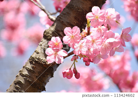 The pink Yokohama cherry blossoms stand out against the blue sky of early spring 113424602