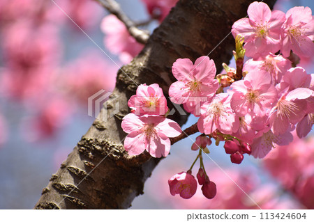 The pink Yokohama cherry blossoms stand out against the blue sky of early spring 113424604