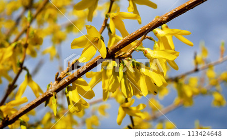 Beautiful yellow flowering bush on blue sky background. Spring primroses. Beautiful yellow flowering bush on blue sky background. Spring primroses. 113424648