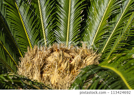 Yellow flame-like female cycad flower 113424692