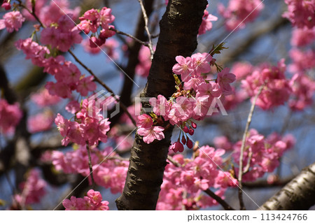 Bright pink early-blooming Yokohama Hizakura 113424766