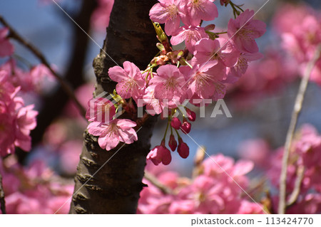 亮粉紅早開橫濱檜櫻 亮粉紅早開橫濱檜櫻 113424770