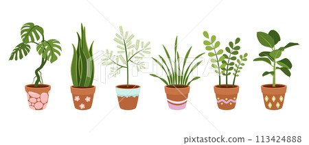 Set of large indoor plants in beautiful pots. Vector on white background. 113424888