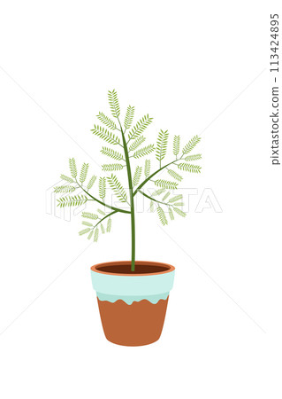 A houseplant in a pot. Asparagus. Garden in the house. Vector. A houseplant in a pot. Asparagus. Garden in the house. Vector. 113424895