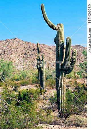 San Tan Mountains Sonora Desert Arizona On Film San Tan Mountains Sonora Desert Arizona On Film 113424989