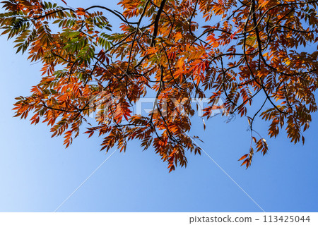 榛木樹的紅葉,其果實是日本蠟燭的原料。 榛木樹的紅葉,其果實是日本蠟燭的原料。 113425044