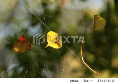 A fallen yellow Chinese tallow tree leaf caught in a spider's web 113425048