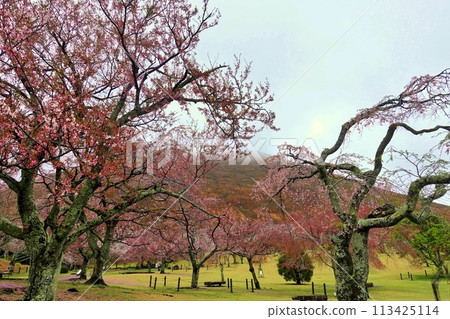 Scenery of various cherry blossoms blooming at once 113425114
