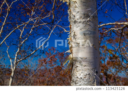 White birch 113425126
