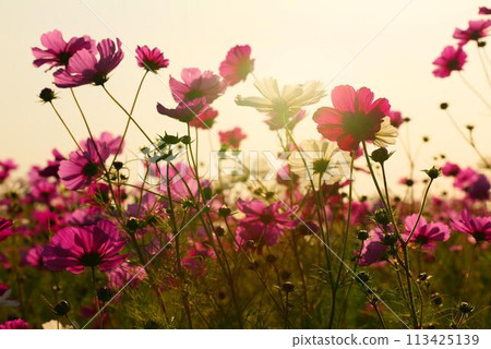 黃昏宇宙 113425139