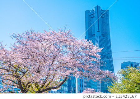 Yokohama cityscape in Japan, with cherry blossoms in full bloom on Kishamichi and other areas, as well as Yokohama Landmark Tower 113425167