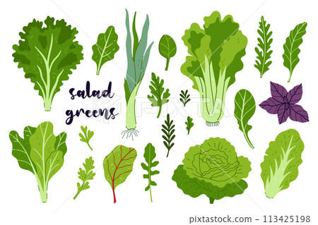 Set of various salad greens isolate on a white background. Vector graphics. 113425198