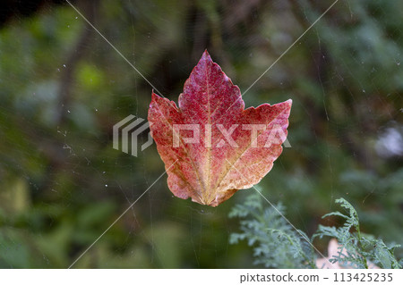 A red-tinted tulip tree leaf hanging in the air, caught in a spider's web A red-tinted tulip tree leaf hanging in the air, caught in a spider's web 113425235