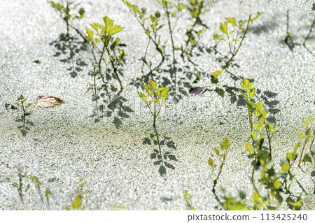日本歐芹從閃亮的漂浮植物中發芽葉子 113425240