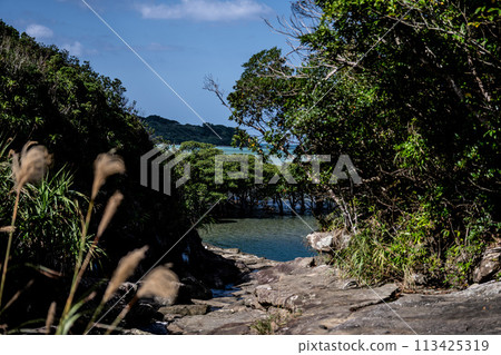 From the jungle of Iriomote Island to the sea From the jungle of Iriomote Island to the sea 113425319