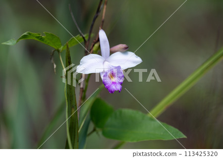 Nariyaran on Iriomote Island 113425320