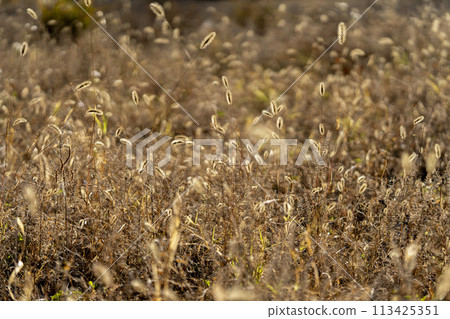Oshino Village: A grassland where green foxtails and catnip dance in a circle 113425351