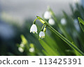 鈴蘭的白色花朵（雪花） 113425391