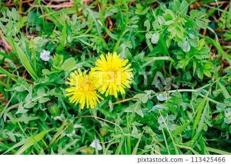 Dandelions blooming in the field 113425466