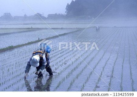 Rice planting in the morning mist 113425599