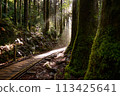 A trolley road with sunlight filtering through the trees 113425641