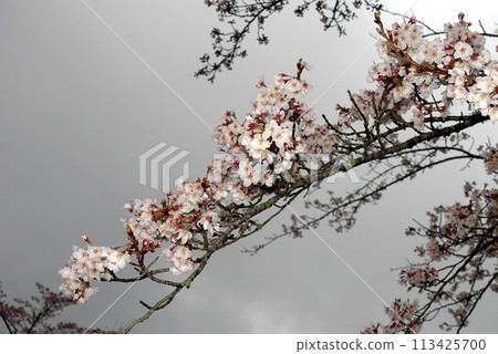 各種櫻花同時綻放的景色 各種櫻花同時綻放的景色 113425700