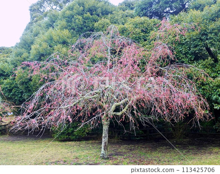 Scenery of various cherry blossoms blooming at once 113425706
