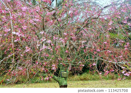 Scenery of various cherry blossoms blooming at once 113425708