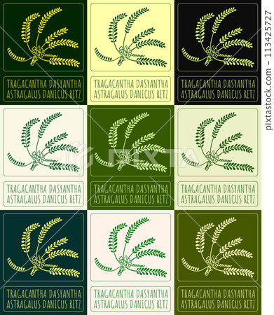 Set of vector drawing Tragacantha DASYANTHA in various colors. Hand drawn illustration. The Latin name is ASTRAGALUS DANICUS RETZ. Set of vector drawing Tragacantha DASYANTHA in various colors. Hand drawn illustration. The Latin name is ASTRAGALUS DANICUS RETZ. 113425727