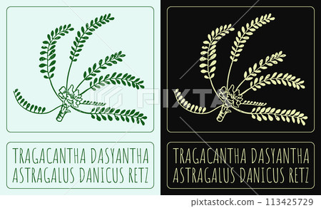 Vector drawing Tragacantha DASYANTHA. Hand drawn illustration. The Latin name is ASTRAGALUS DANICUS RETZ 113425729