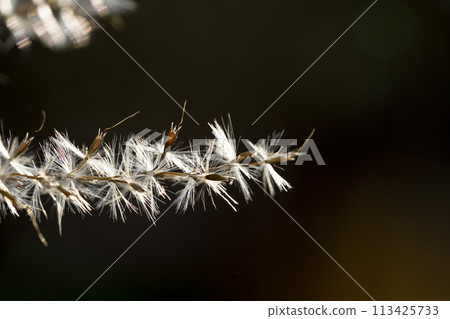 Close-up of silver grass seeds and caryopsis with white wings 113425733