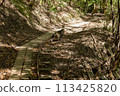 Japanese macaques appear on the Yakushima Trolley Road 113425820