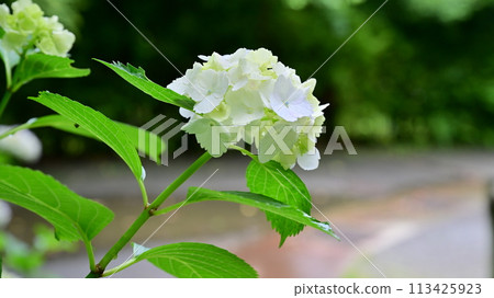 Hydrangea of Kamakura Hydrangea of Kamakura 113425923