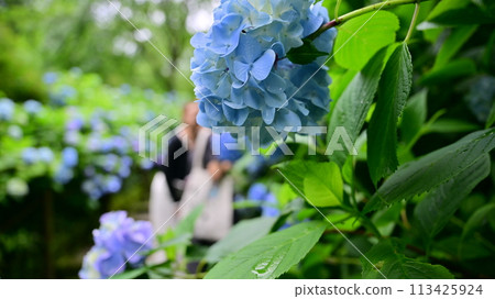 Hydrangea of Kamakura Hydrangea of Kamakura 113425924