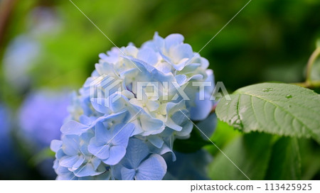 Hydrangea of Kamakura 113425925