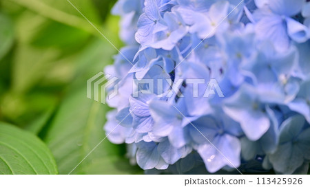 Hydrangea of Kamakura 113425926