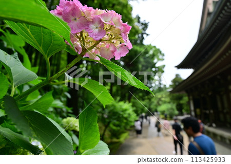 鎌倉的繡球花 113425933