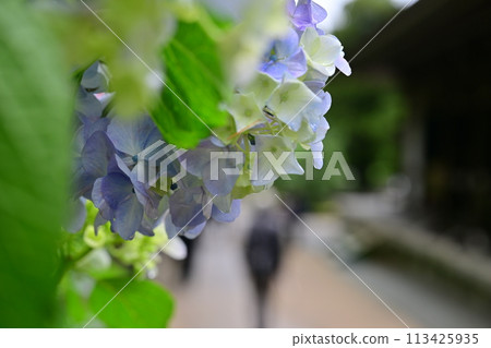 鎌倉的繡球花 113425935