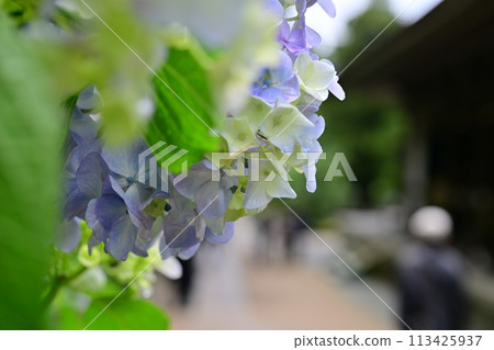 鎌倉的繡球花 113425937